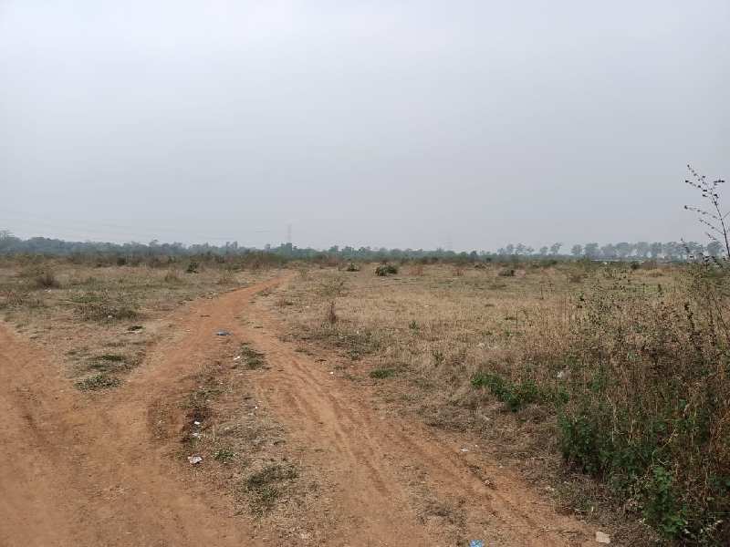 Agro Fruits Palm Plantation Investment Opportunity